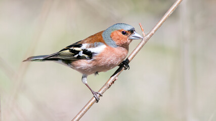 robin on a branch