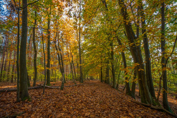 Landschaft mit Bäumen im Herbst