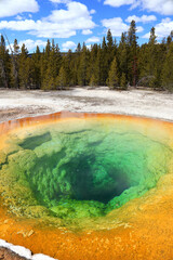 Yellowstone. Geothermal spring of green and orange colors. There are a lot of pine trees behind.