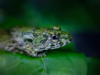 close up of frog's eyes on a leaf