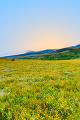 Fototapeta premium Rolling hills of Wakkerstroom covered in a sea of yellow wild flowers, Mpumalanga, South Africa