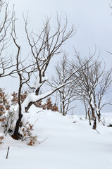 Snowy tree branches on snow-covered mountains in northern Spain. vertical photo