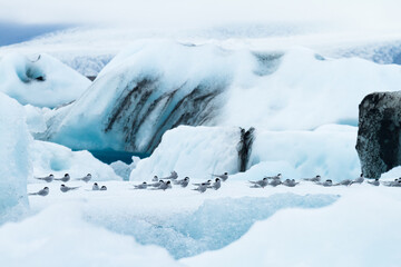 Arctic terns resting on icebergs at Jokulsarlon glacer lake in Iceland