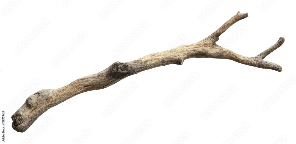Poster isolated dried tree branch on transparent background
