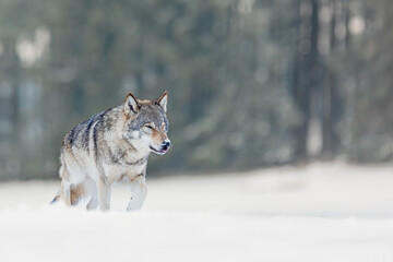 male Eurasian wolf (Canis lupus lupus) walking through the winter landscape