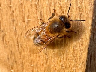 A detailed close-up of a honeybee resting on a wooden surface. The bee's striped abdomen, translucent wings, and antennae are clearly visible, showcasing its intricate features.