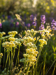 Wildflowers in the Colorado mountains