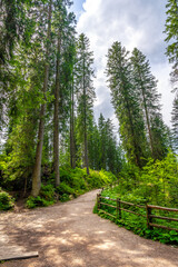Hiking trail winding through lush forest in the dolomites