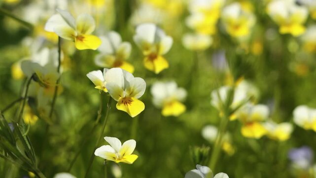 Gentle breeze swaying vibrant wild pansy flowers in a sunny field