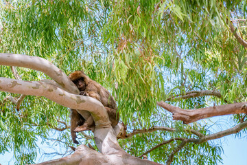 Barbary macaque relaxing on eucalyptus tree in Gibraltar nature reserve
