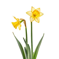 Fototapeta premium Beautiful Yellow Daffodils Blooming in a Bright Environment Captured During Spring Season Showcasing Nature's Vibrant Colors