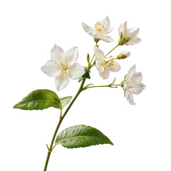 Delicate White Jasmine Flowers Showcasing Their Beauty and Intricate Structure With Vibrant Green Leaves During a Sunny Afternoon in a Clear Setting