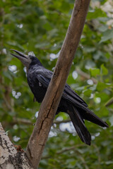 crow on a branch