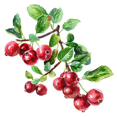 A watercolor vector of a Cranberry Bush, isolated on a white background. Cranberry Bush vector.