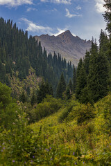 Fototapeta premium mountain landscape with trees and clouds