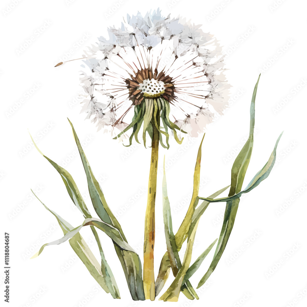 Sticker A watercolor of a Dandelion flower, isolated on a white background. Dandelion vector.