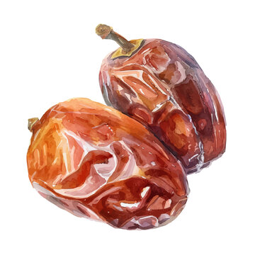 Naklejki A watercolor of a Date, isolated on a white background. Date vector.