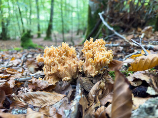Autumn Forest Mushrooms: A Microcosm of Beauty