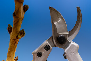 Close up of pruning shears cutting a branch with fresh buds against a bright blue sky. The shiny...