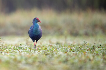 The purple swamphen Feeding in Sunrise 