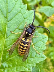 Close-up of a wasp resting on a green leaf, showcasing its yellow and black striped body and detailed features. The vibrant background highlights the natural habitat of this insect.