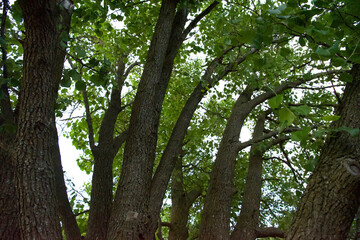Serene Forest Scene with Arching Trees