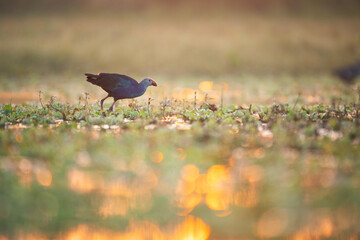 The purple swamphen Feeding in Sunrise 