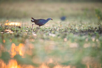 The purple swamphen Feeding in Sunrise 