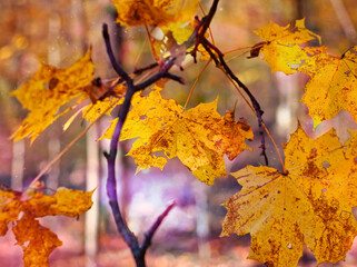autumn leaves with violet afterglow Magic abstract forest