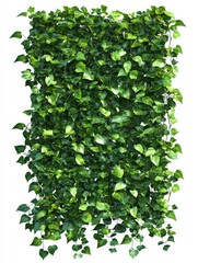 Obraz premium A set of artificial ivy leaves designed for interior and exterior wall decoration. These eco-friendly vertical plants are perfect for enhancing the aesthetics and air quality of your space.