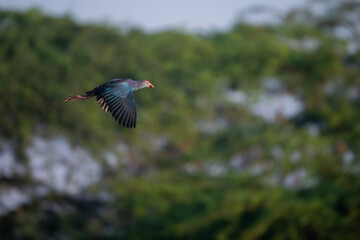 Bird in Flight 