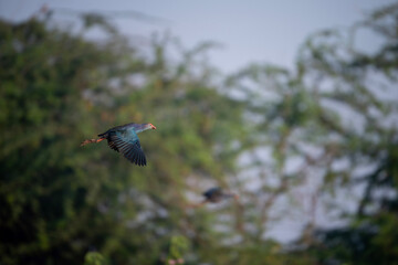 The Grey headed sWamphen Flying 