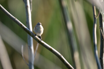 Common chiffchaff in forest 