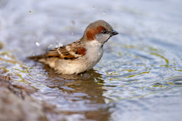 Sparrow Bird Bathing in Water, Feather Cleaning, Nature Wildlife