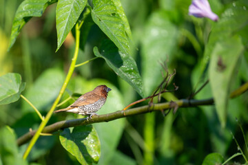 Scaly-breasted Munia Lonchura punctulata, 