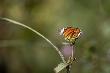butterfly on flower