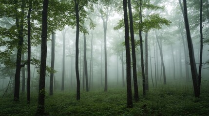 Obraz premium Hiking trail through a foggy forest with tall trees. A misty morning in the woods.