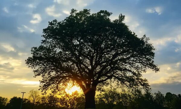 Majestic oak tree silhouetted against a sunset sky. (1)