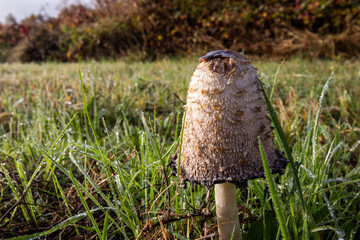 Shaggy Ink Cap fungi growing in grass