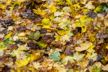Autumn leaves on the ground