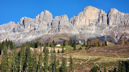 Alpine meadow in the mountains
