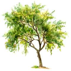 A watercolor drawing of an Olive Tree, isolated on a white background. Olive Tree vector.