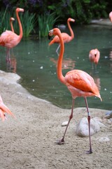 Grupo de flamingos dando un paseo por estanque 