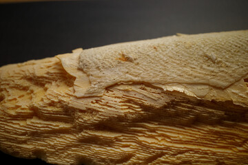 Squid Shell Close-Up on Black Background