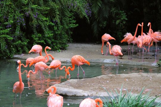 Grupo de flamingos dando un paseo por estanque 