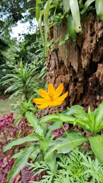 flowers in the garden