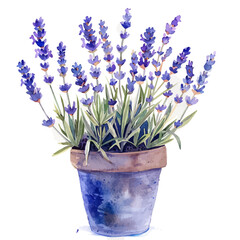 A watercolor of a Pot with Lavender, isolated on a white background. Pot with Lavender vector.