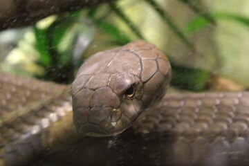 Serpiente mirando fijamente a la camara