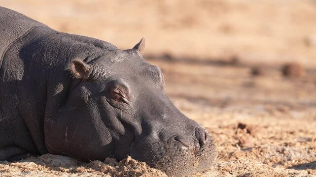 Hippo or Hippopotamus (Hippopotamus amphibius) resting at mid-day on the banks of the Chobe river. Hippo twirling its right ear to keep the biting gnats or midges away. Slow motion, 25 percent speed