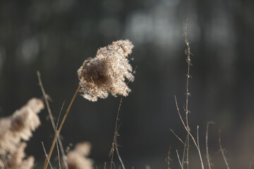 Obraz premium Fluffy plant swaying in the gentle breeze on a sunny afternoon in a serene natural setting
